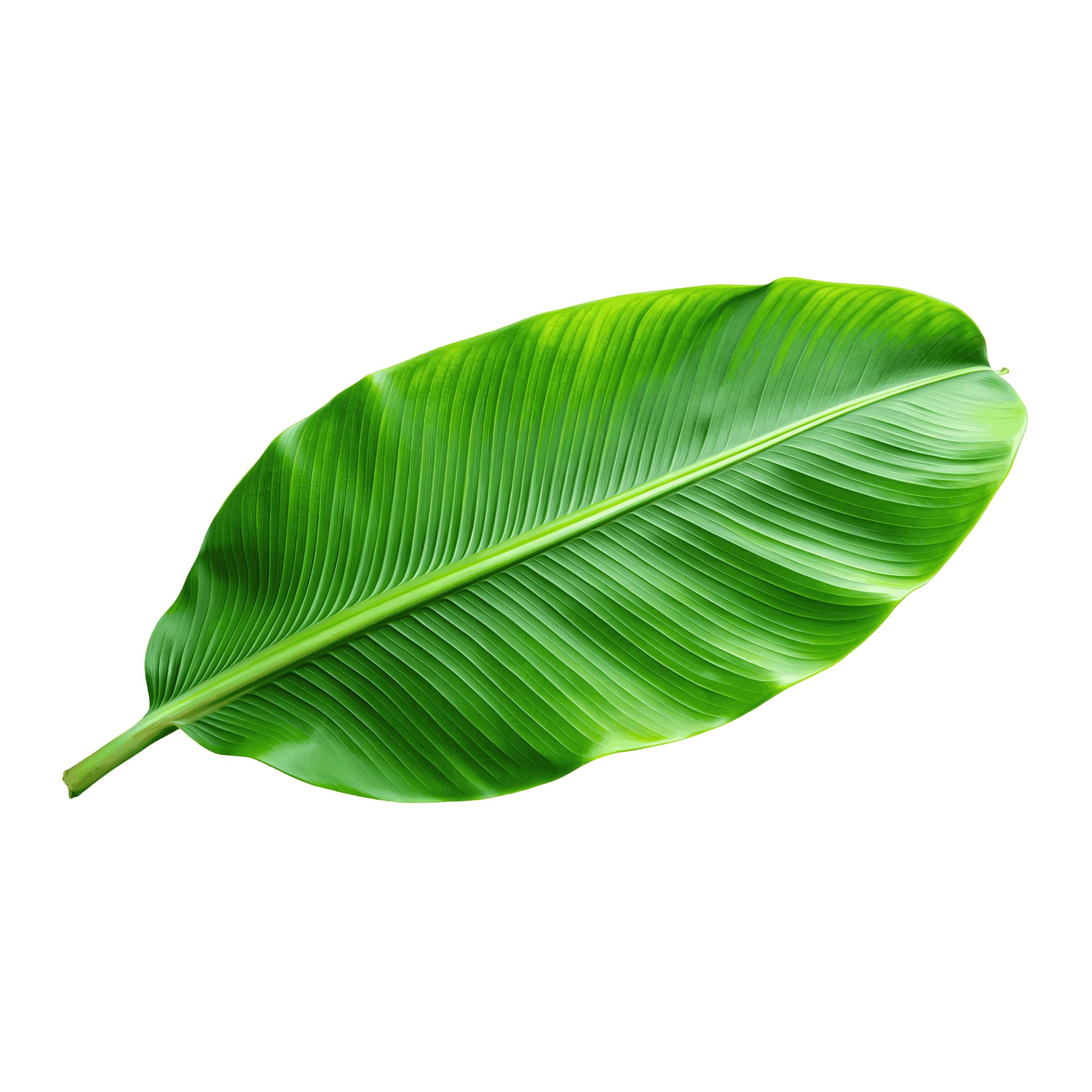 Banana Leaf